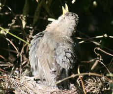 Amsel-7-Tag-1.jpg